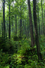 Fototapeta premium Natural stand of Bialowieza Forest with standing water
