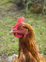 A  Rhode Island Red chicken with erect head and neck facing left. Shallow depth of field.