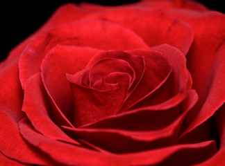 Vibrant fresh red rose isolated on black macro photo/ Red rose