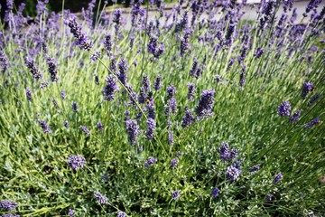 Naklejka premium Lavandula angustifolia in summer