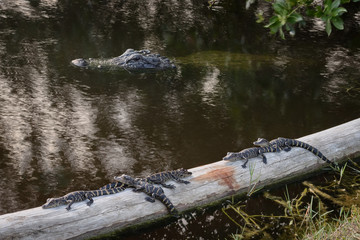 Fototapeta premium Momma Alligator keeping an eye on me while I photograph her babies.