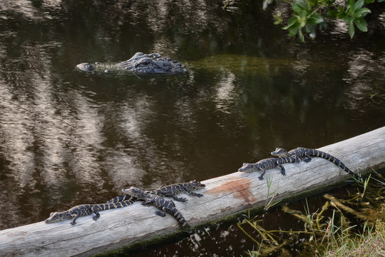 Momma Alligator keeping an eye on me while I photograph her babies.