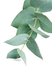 eucalyptus isolated on white