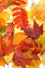 Autumn leaves, close-up