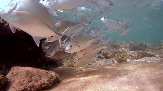 A large school of fish Bigeye trevally (Caranx sexfasciatus) coming to the corral for cleaning, Indian Ocean, Hikkaduwa, Sri Lanka, South Asia
