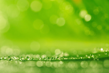 Water drops on the green grass as a background