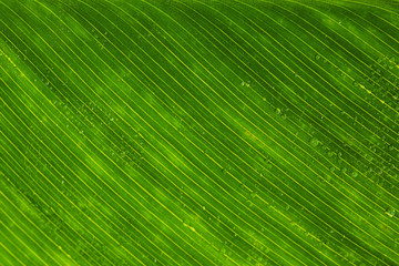 Water drops on the green leaf texture