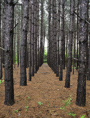Naklejka premium pine plantation