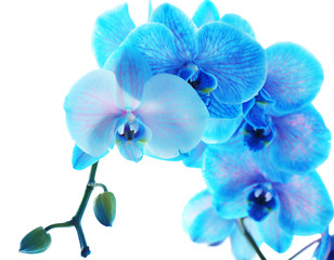 Fototapeta na wymiar Beautiful blue orchid flower isolated on white background
