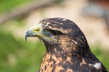 Golden Eagle, Germany