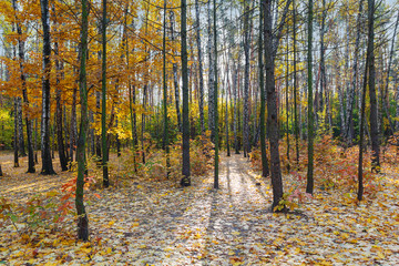 Colorful trees and fallen leaves in autumn park