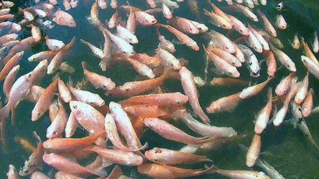 A large school of fish Mozambique tilapia (Oreochromis mossambicus) in a river, Hikkaduwa, Sri Lanka, South Asia
