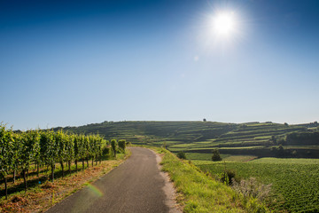 Fototapeta na wymiar Beautiful Vineyard Landscape In Ihringen, South Germany