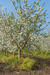 Fototapeta na wymiar Blooming apple orchard in spring day