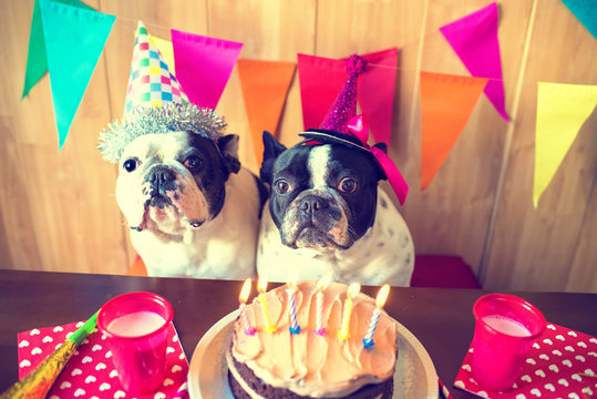Couple of dogs on birthday party