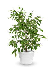 Fototapeta young Ficus benjamina a potted plant isolated over white obraz
