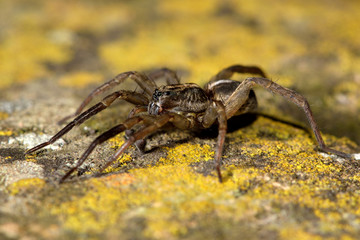 Trochosa ruricola wolf spider on stone. A male spider showing extensive dark markings on leg I, in the family Lycosidae

