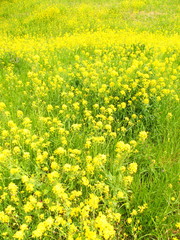 野原に咲く菜の花