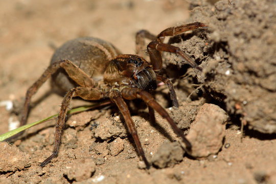 Trochosa ruricola wolf spider showing eyes and fangs. A female spider in the family Lycosidae, with an enlarged abdomen, with eyes and fangs visible
