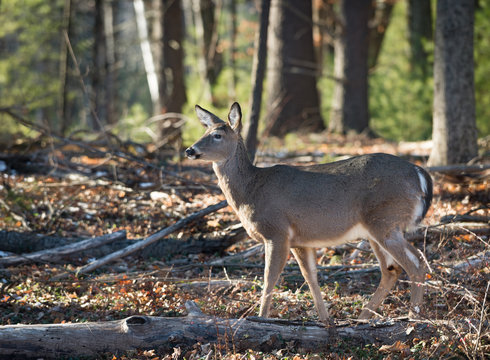 Close up of an Alert White Tail Deer in the forest in Catskill mountains in upstate New York during the winter. © Reid Dalland