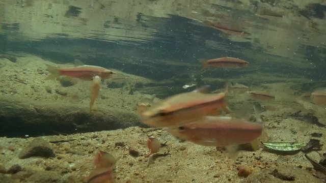 school of fish Striped rasbora (Rasbora daniconius), Sinharaja, Sri Lanka, South Asia
