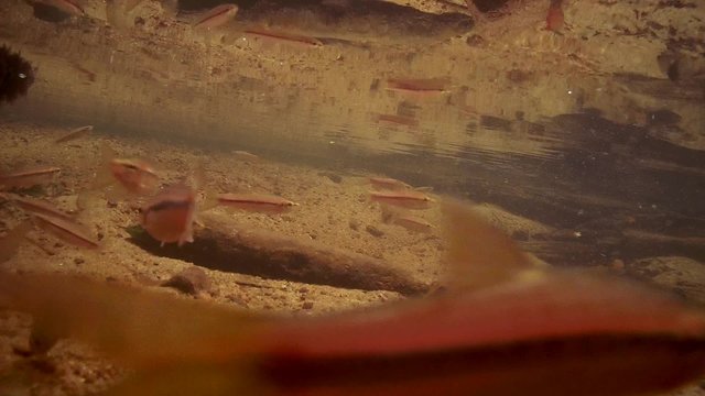 school of fish Striped rasbora (Rasbora daniconius), Sinharaja, Sri Lanka, South Asia
