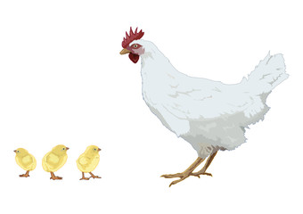 鶏と雛