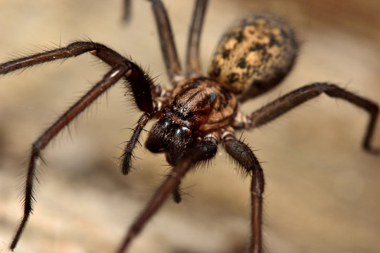 Common house spider (Tegenaria domestica). A large spider in the family Agelenidae, active at night and showing large fangs
