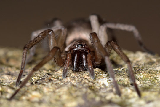 Drassodes cupreus spider fangs. An immature female in the family Gnaphosidae
