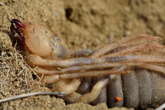 Female camel spider (solifuge) ready to lay eggs. A large arachnid in the order Solifugae exposed after overturning a stone, in hills not far from Baku, capital of Azerbaijan
