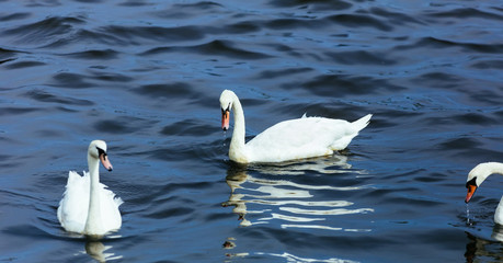 swan lake water summer