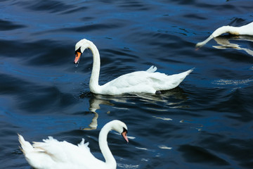 swan lake water summer