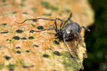 Nemastoma bimaculatum harvestman spider. An invertebrate in the order Opiliones, family Nemastomatidae, with black and yellow colouration

