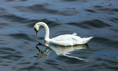 swan lake water summer
