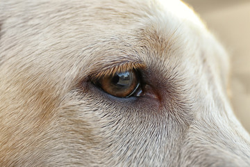 Labrador dog's eye, macro view