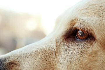 Labrador dog's eye on unfocused background, closeup