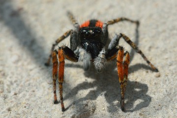 Philaeus chrysops jumping spider head on. A striking red and black male spider in the family Salticidae, with clear view of eyes and palps
