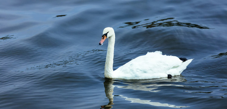 swan lake water summer