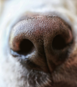 Labrador dog's nose, macro view