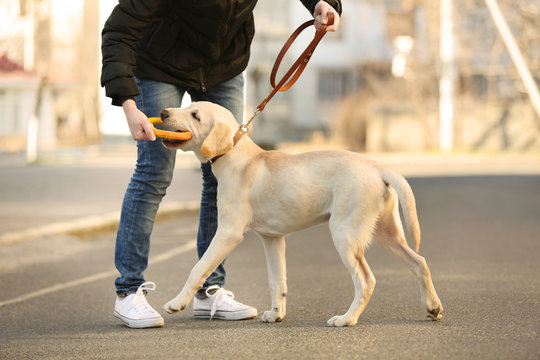 Owner playing with Labrador dog in city on unfocused background