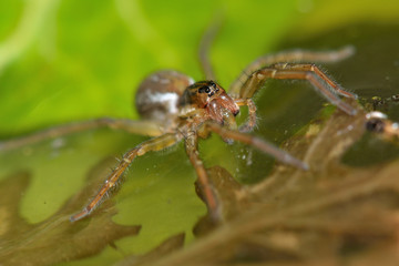 Pirata piraticus wolf spider on water surface. A hunting spider in the family Lycosidae is able to stand on the surface of a pond due to surface tension and hairs on feet
