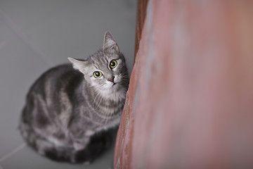 Cat sitting on floor and looking up indoors