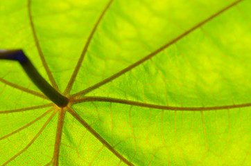 Naklejka na ściany i meble Texture of green leaf and veins