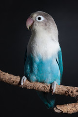 Mom Agaporni studio portrait