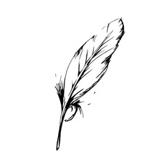 Hand drawn bird feather, Symbol of knowledge, writing and learning. Vector black and white illustration in vintage style isolated on white background.