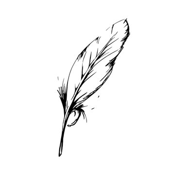 Hand drawn bird feather, Symbol of knowledge, writing and learning. Vector black and white illustration in vintage style isolated on white background.