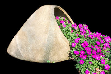 Pink flower in big jar isolated on black background