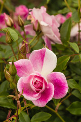 pink and white rose in bloom