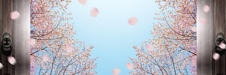 桜　春