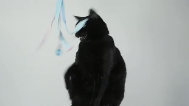 Black cat against a white background playing with a wand toy.